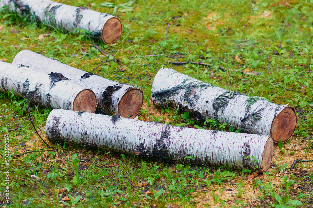 Selective focus of the texture of a sawn tree trunk on a blurred background of green grass. Fragment of a birch log. Saw cut tree with saw marks. Selective focus of the texture of a sawn tree trunk on a blurred background of green grass. Fragment of a birch log. Saw cut tree with saw marks.