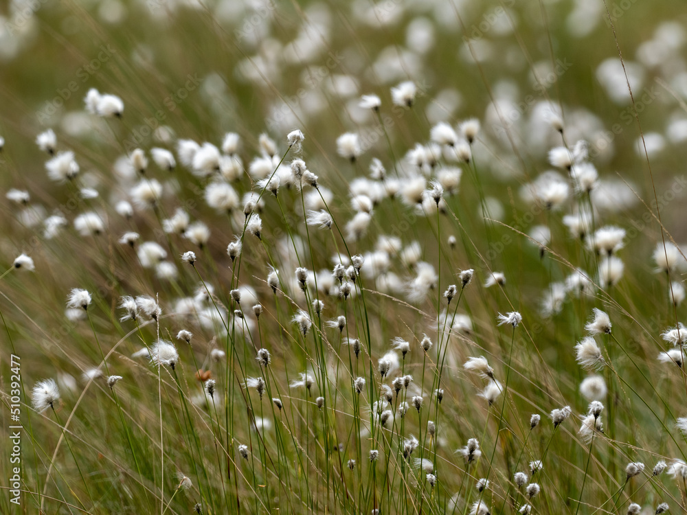 Fototapeta premium Moorwollgrass