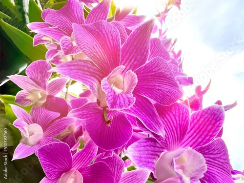 sunlight reflecting purple pink orchids against bright sky 