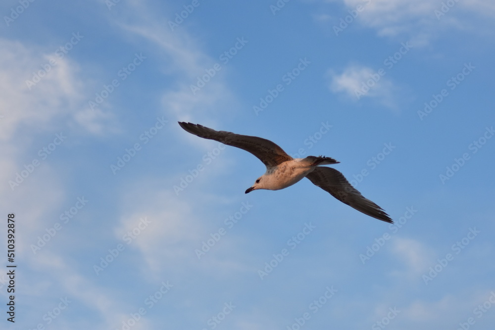 Ostsee - Polen - Wasser - Vögel - Holzstämme - Strand Ostsee - Polen - Wasser - Vögel - Holzstämme - Strand