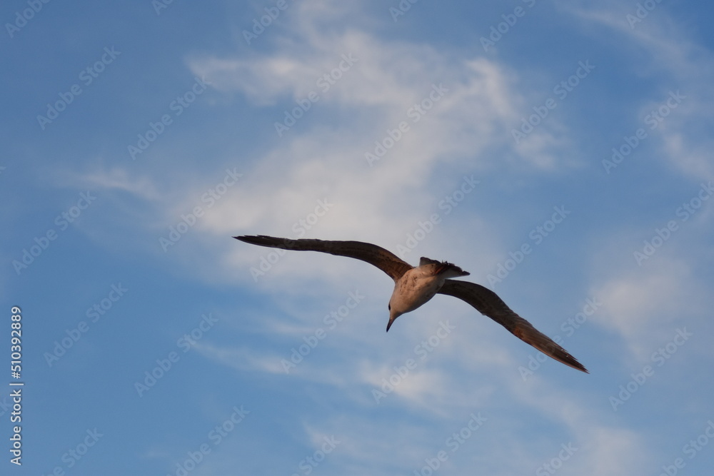 Ostsee - Polen - Wasser - Vögel - Holzstämme - Strand Ostsee - Polen - Wasser - Vögel - Holzstämme - Strand