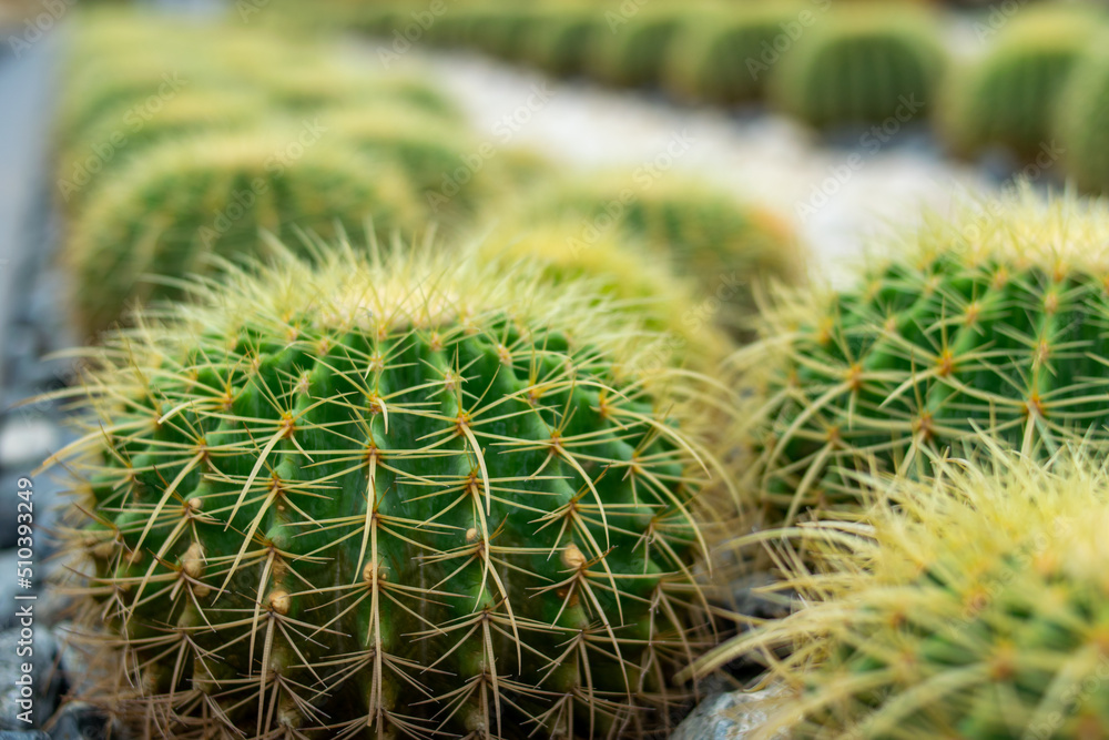 close up green cactus on the sand close up green cactus on the sand