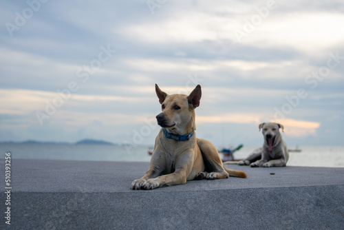 two sad dogs sitting on the floor with clear sky © apichart609