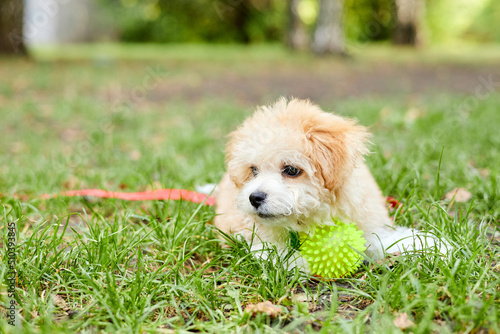 Little Maltipoo puppy playing with a ball on green grass