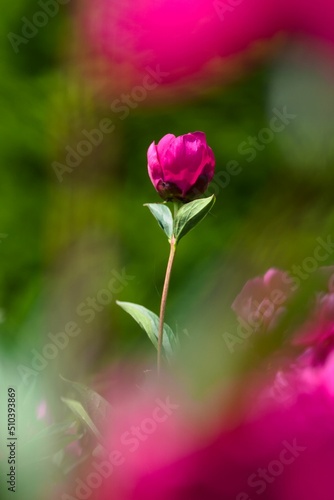 Pink peony