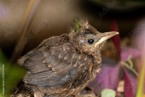 juvenile Amsel  © Bruno Mader