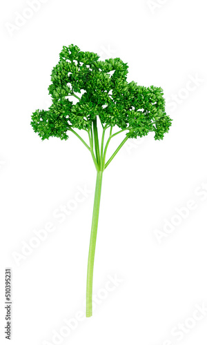 Curly parsley isolated on white background.