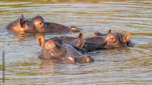 Pod of hippos in the estuary in St Lucia, South Africa