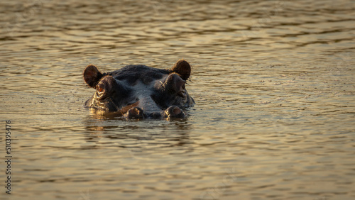 The common hippopotamus (Hippopotamus amphibius) in St Lucia lake in South Africa.