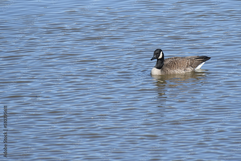 Fototapeta premium Canada Goose swimming in a lake
