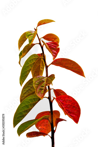 persimmon tree branch in autumn with white background