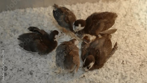 A group of baby turkeys pecking at each other. photo