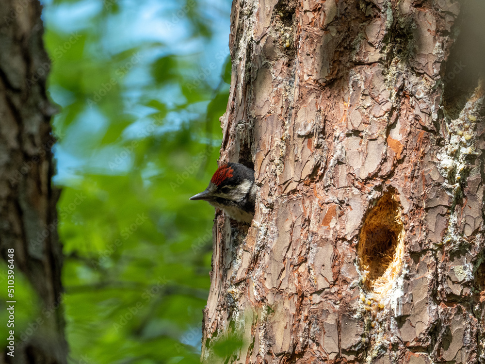 Naklejka premium Buntspecht