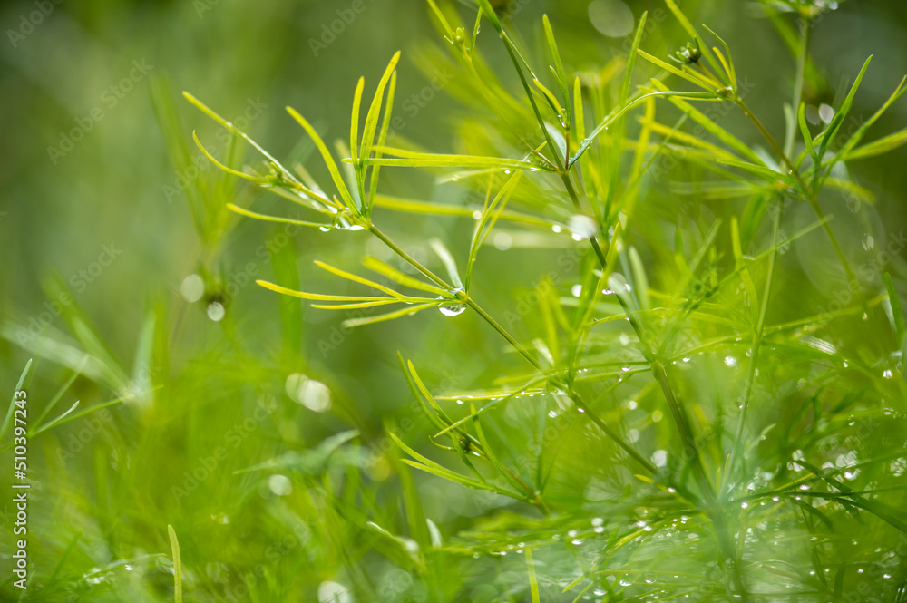 Obraz premium dreamy plant image