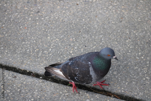 Pigeon walking on sidewalk