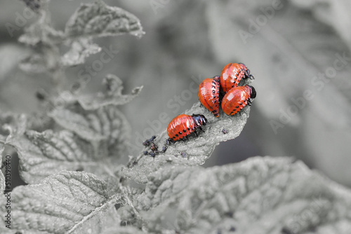 Colorado beetle larvae on eaten away potato leaf. Closeup. Almost black and white illustration. Insects highlighted in color. Protecting this agricultural plant from pests. Farm and gardening. Macro