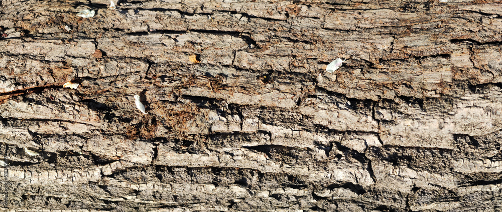 Texture of the bark of oak. Panoramic photo of the oak texture. Horizontal photo of a tree bark textured Texture of the bark of oak. Panoramic photo of the oak texture. Horizontal photo of a tree bark textured