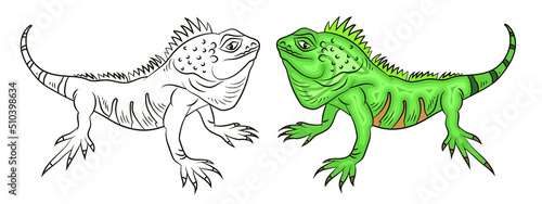 Funny animals, black and white and color image of an iguana. Coloring book for kids.