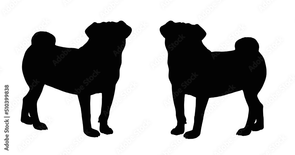 Naklejka premium Pug silhouette drawing. Isolated illustration with a Chinese dog. 