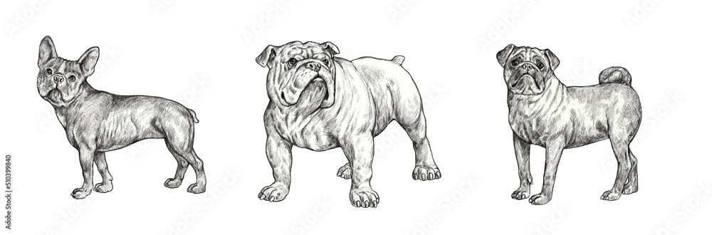 French bulldog, english bulldog and pug drawing. Handmade isolated pencil illustration with dogs.