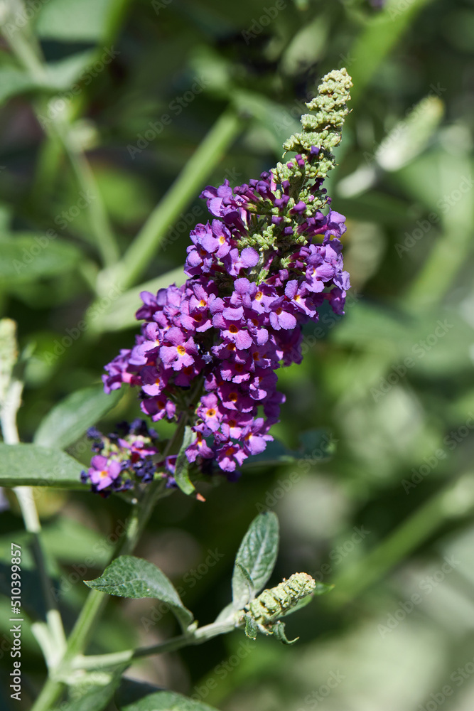 Obraz premium Buddleja davidii