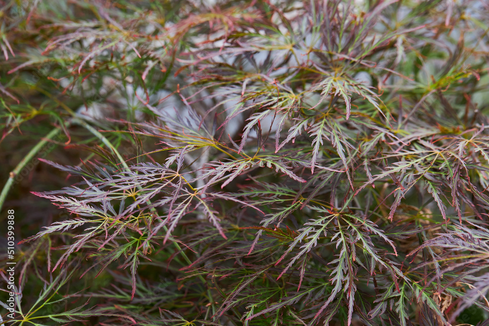 Green red leaves of Acer palmatum dissectum 'Ornatum' (Laceleaf Japanese Maple ) tree. Colorful Japanese Maple deciduous shrub Green red leaves of Acer palmatum dissectum 'Ornatum' (Laceleaf Japanese Maple ) tree. Colorful Japanese Maple deciduous shrub