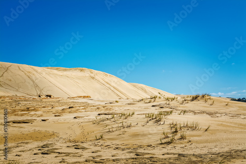 Spectacular desert-like landscape with giand sand dunes and beach grasses under a clear sky