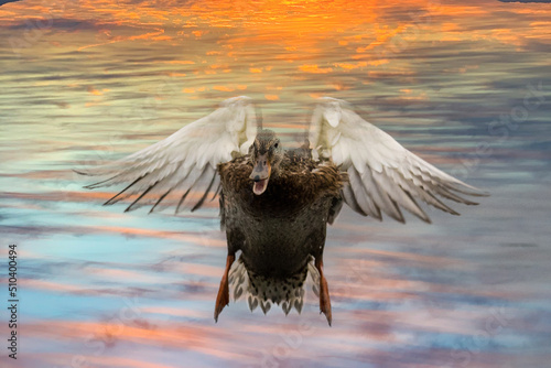 Foto Mallard landing