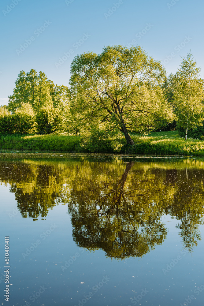 Fototapeta premium Beautiful summer public park on the sunshine. The shadow of the trees on a sunny day. Trees are reflected in the calm water. Nature summer landscape. 