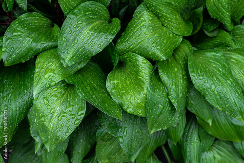 Close-up of large green leaves covered with rain water drops outdoors