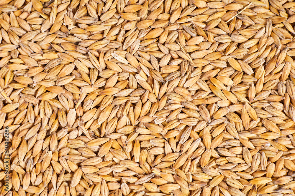 Background or texture of Unpeeled barley grains Background or texture of Unpeeled barley grains
