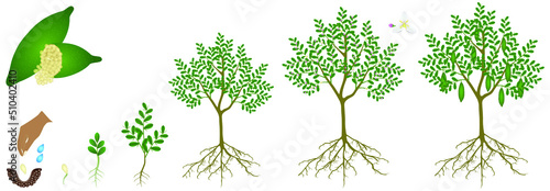 Cycle of growth of finger lime plant on a white background.