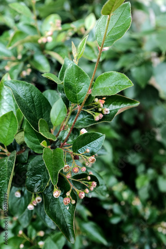 A branch of a bush with green leathery leaves and unopened buds