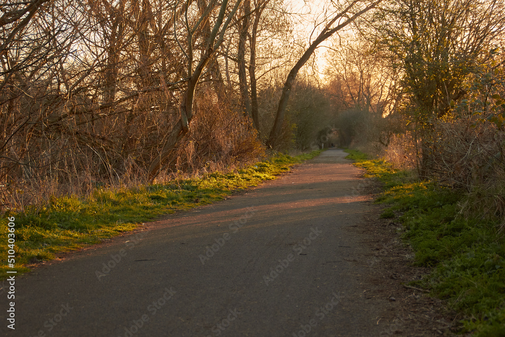 Pathway through a nature reserve in golden evening sunlight