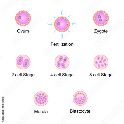 Scientific Designing of Human Embryo Development. Colorful Symbols. Vector Illustration.