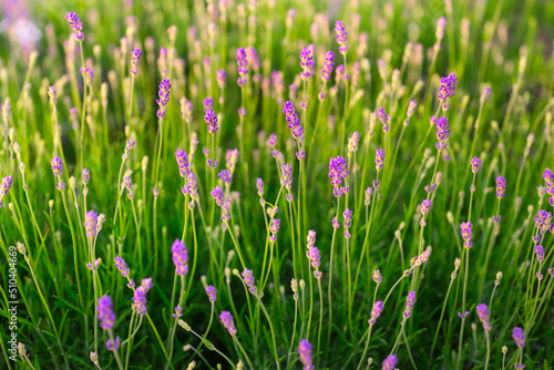Lavender and green grass during sunset. A field of lavender. Plants for aroma...