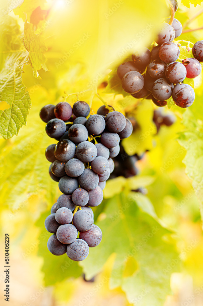 Blue grape cluster on vine closeup photo