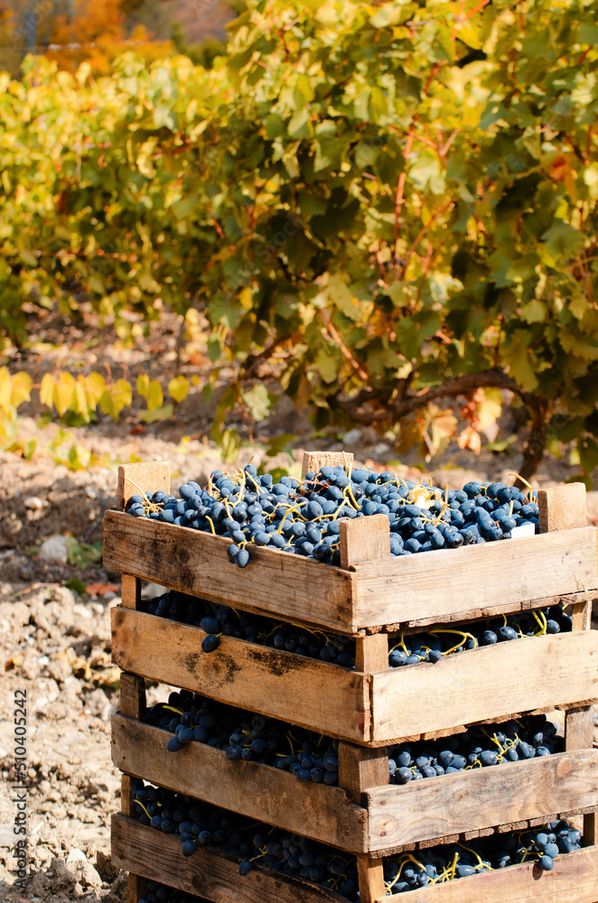Wooden crates fool of harvested grapes at vineyard sunset time