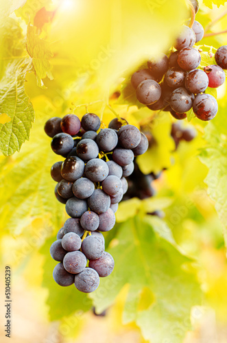 Obraz na płótnie Blue grape cluster on vine closeup photo w salonie