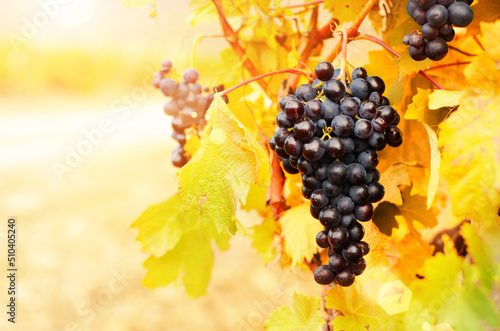 Blue grape cluster on vine closeup photo