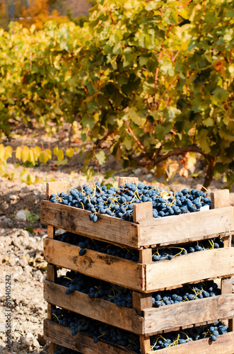 Obraz na płótnie Wooden crates fool of harvested grapes at vineyard sunset time w salonie