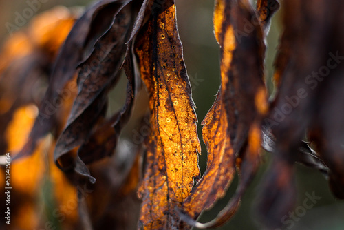 Tree branch with dried leaves at sunset. 