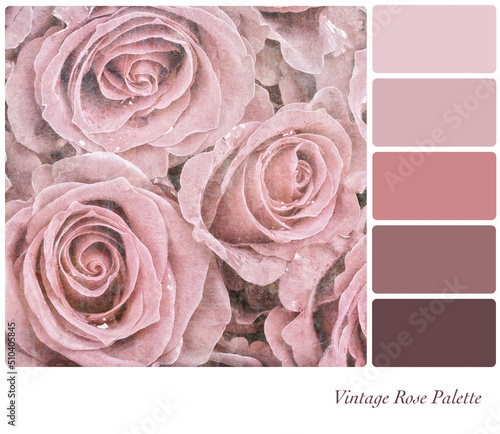 Vintage pink roses with dew drops in a colour palette with complimentary colour swatches. photo