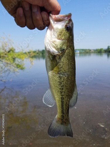 Holding a largemouth bass before being released back in the water