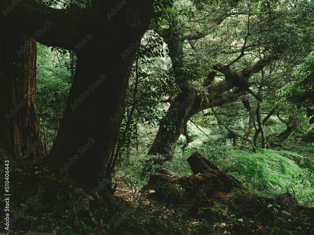 Fototapeta premium tree in the forest