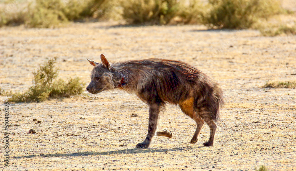 Brown Hyena with injured neck in the Kgalagadi, South Africa Brown Hyena with injured neck in the Kgalagadi, South Africa