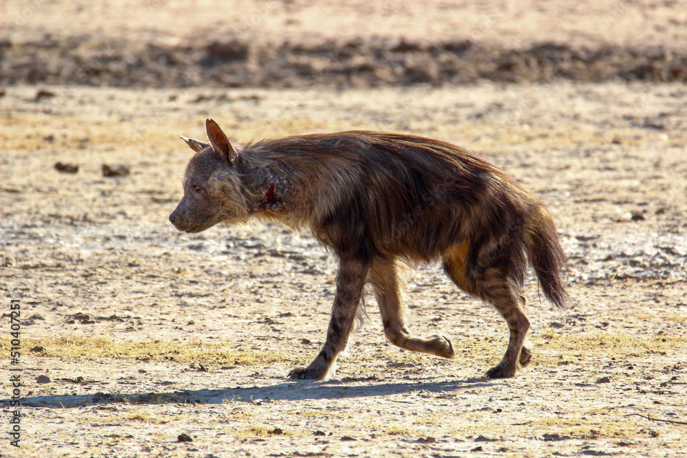 Brown Hyena with injured neck in the Kgalagadi, South Africa