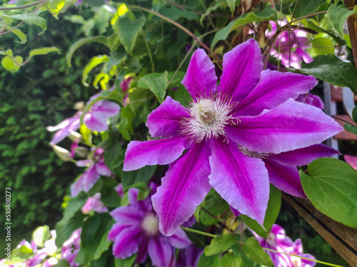 Purple clematis flowersMany bloom pink clematis flower in garden. Flowers of clematis over green background. Flowers of perennial clematis vines