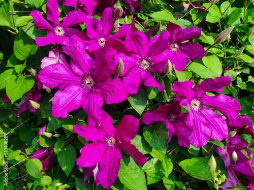 Purple clematis flowersMany bloom pink clematis flower in garden. Flowers of clematis over green background. Flowers of perennial clematis vines