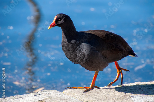 Photography Sydney Australia, dusky moorhen by pond in backyard